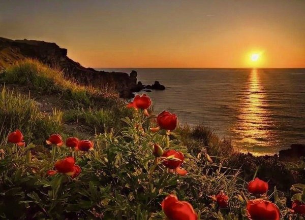 маковые поля мыс фиолент