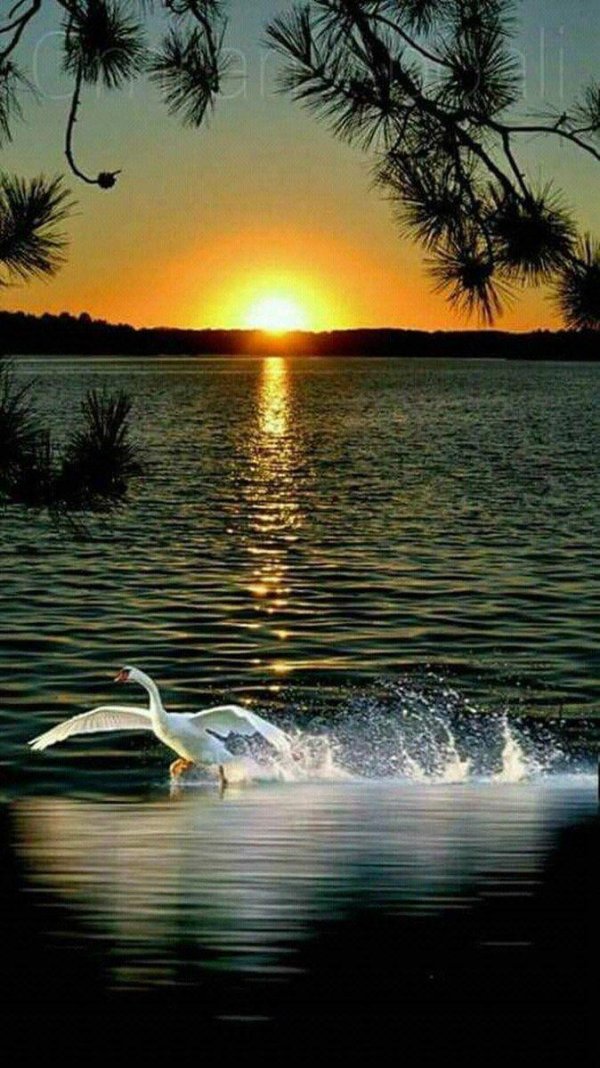 озеро лебедь