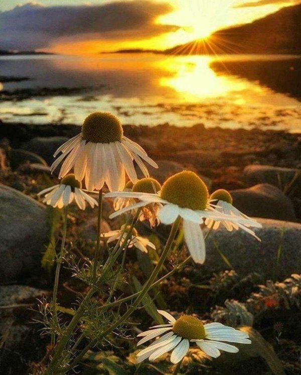 цветы на рассвете