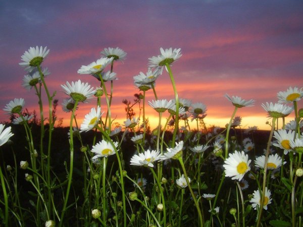 летнего вечера