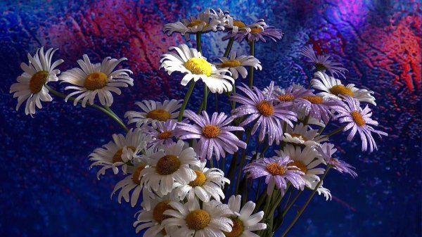 букет ромашек