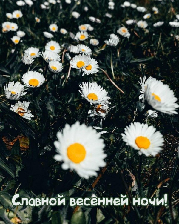 ромашки ночью