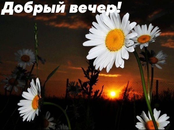 ночные ромашки