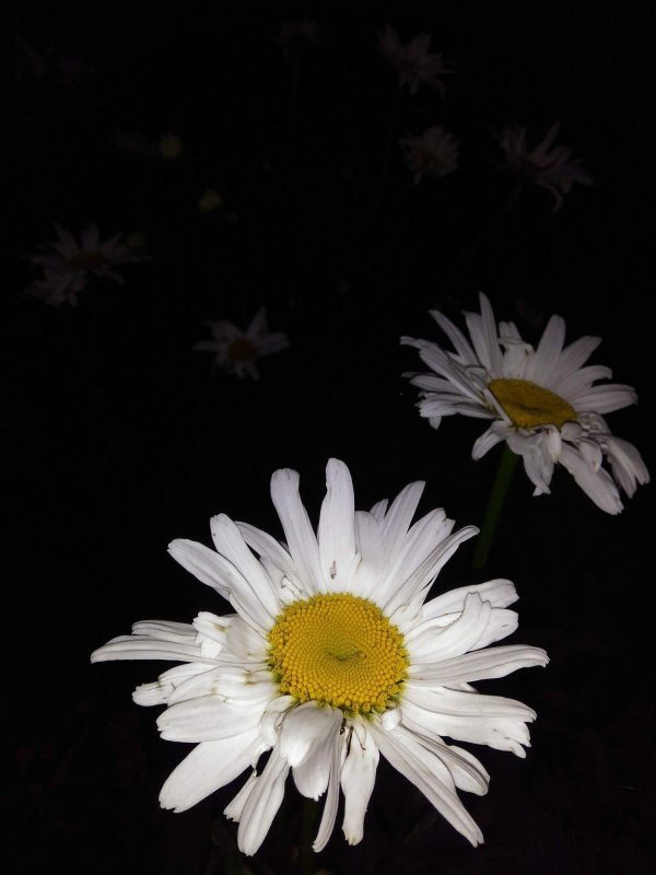 ромашка эстетика