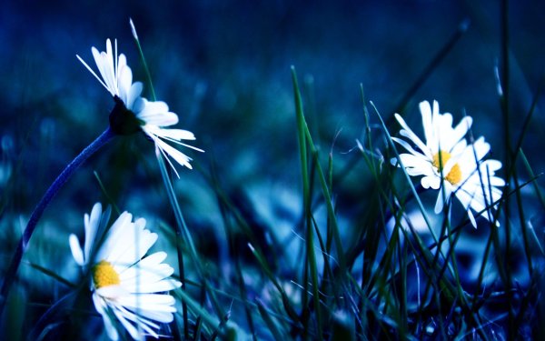 Доброй ночи с ромашками