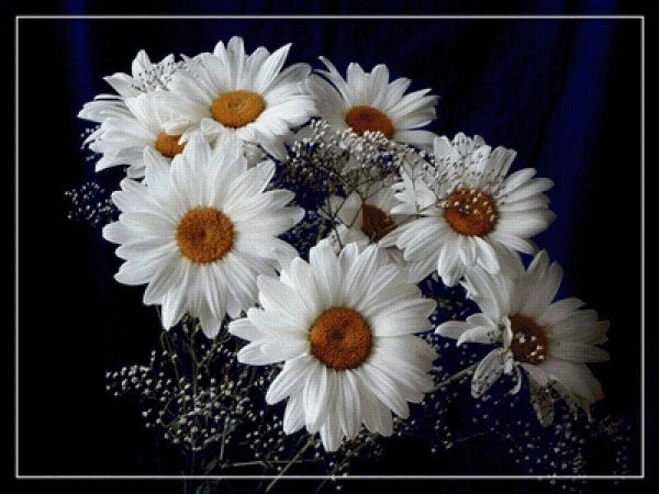 букет ромашек