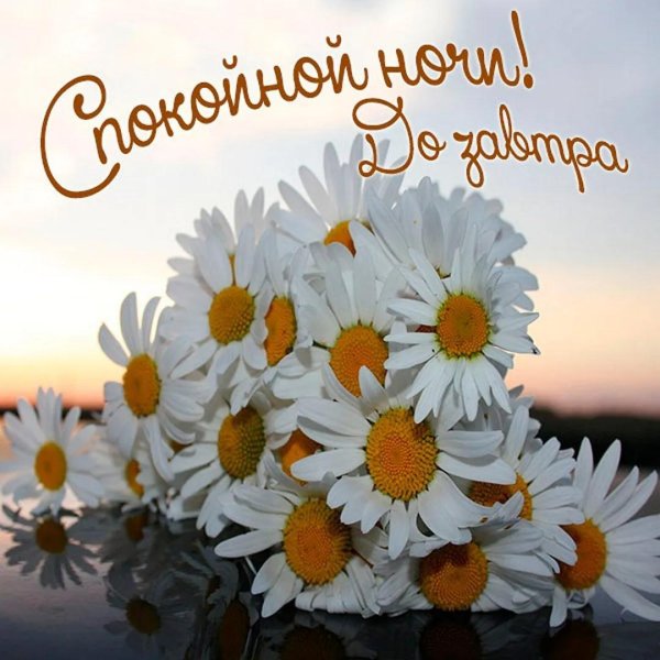 букет ромашек