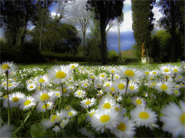 ромашковое лето