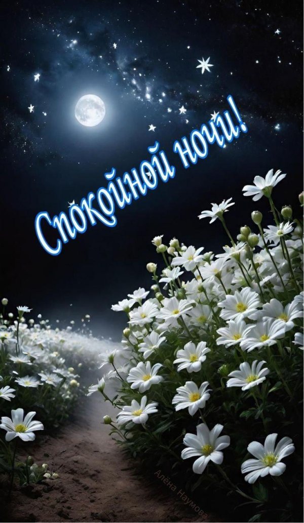 ромашки ночью