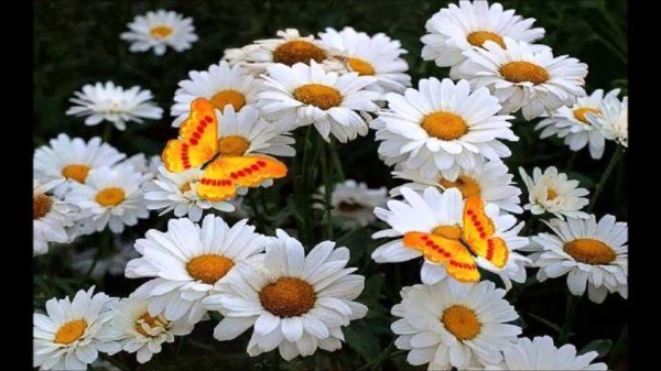 королевская ромашка