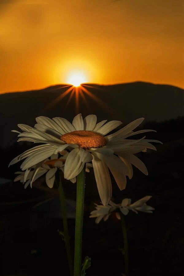 ромашка на закате