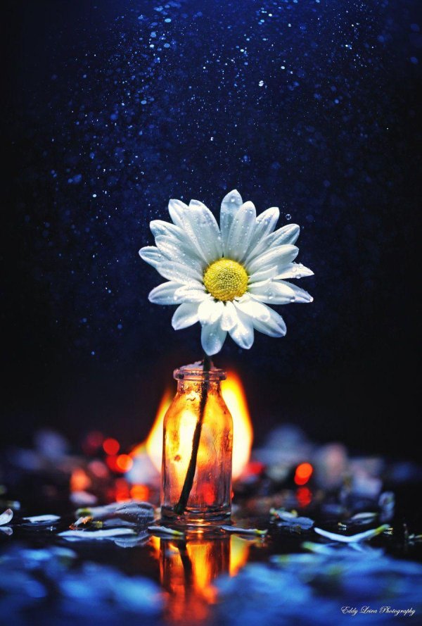 ромашки ночью