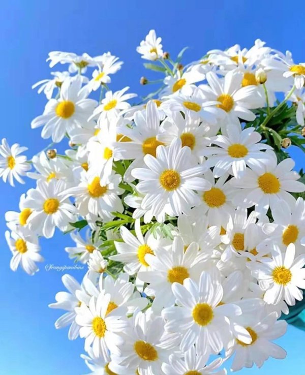 ромашка красивая