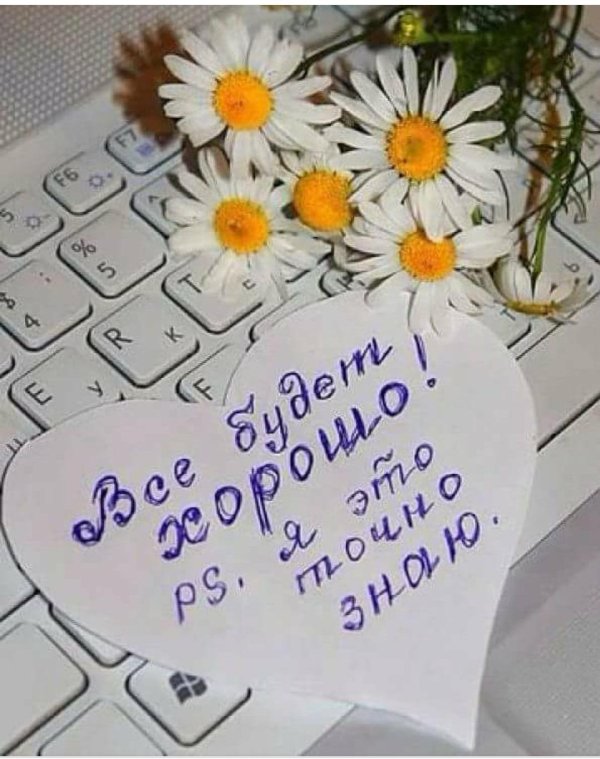 много ромашек