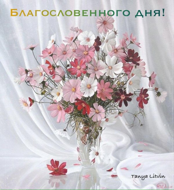 палачев космея