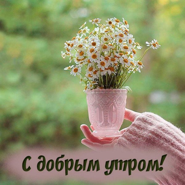 доброе летнее утро элегантные