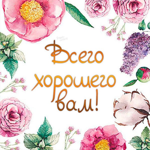 цветок пион