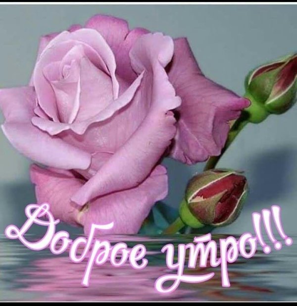 роза доброе утро