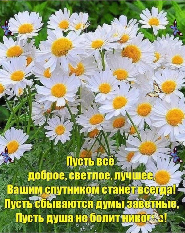 природа ромашки