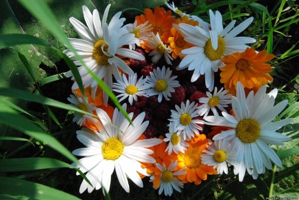 цветки ромашки