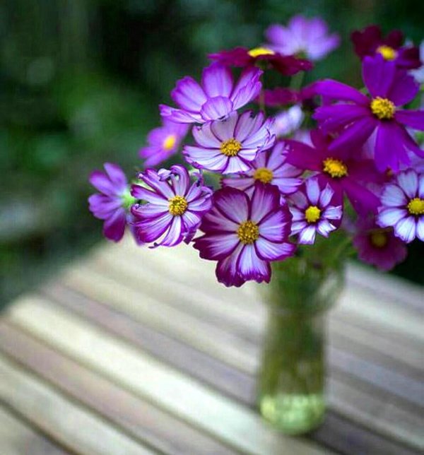 цветок космеи