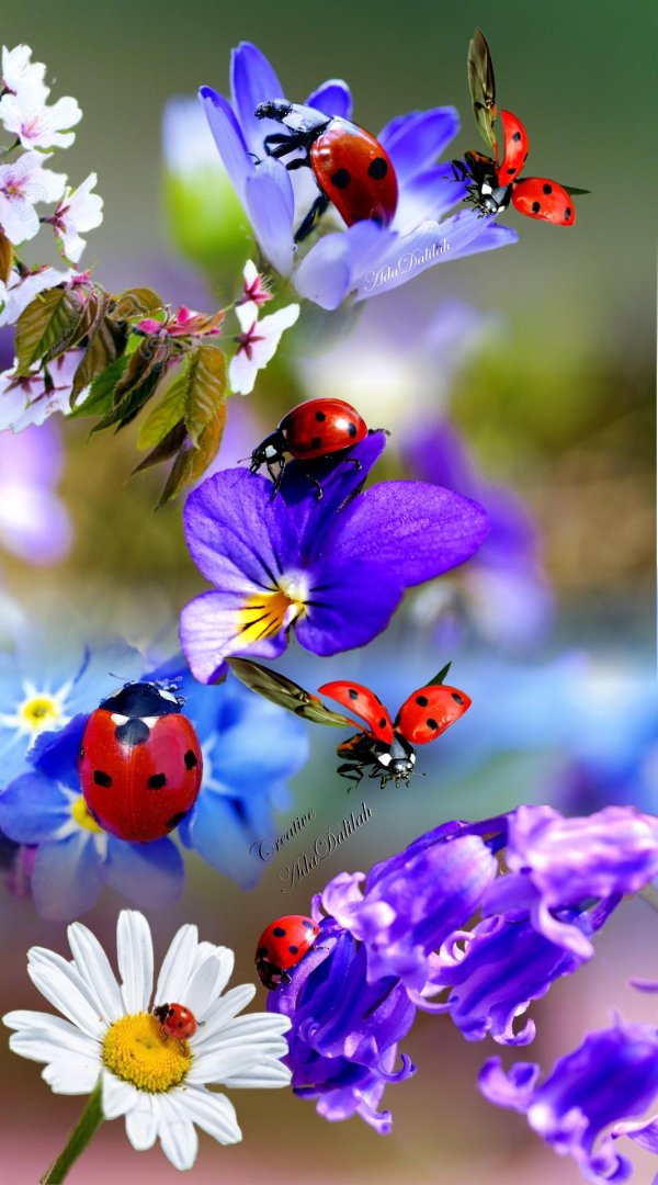 божие коровки