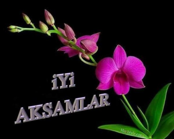 дендробиум биггибум