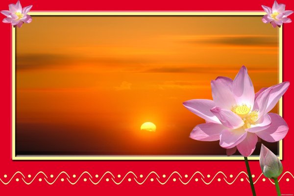 цветки лотоса