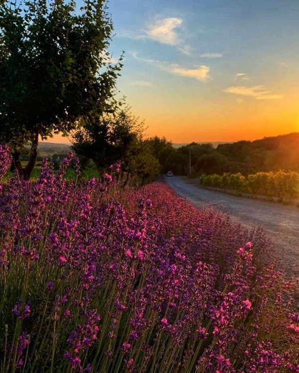тургеневка крым лавандовые поля