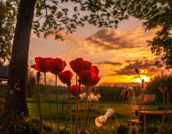 маки на закате