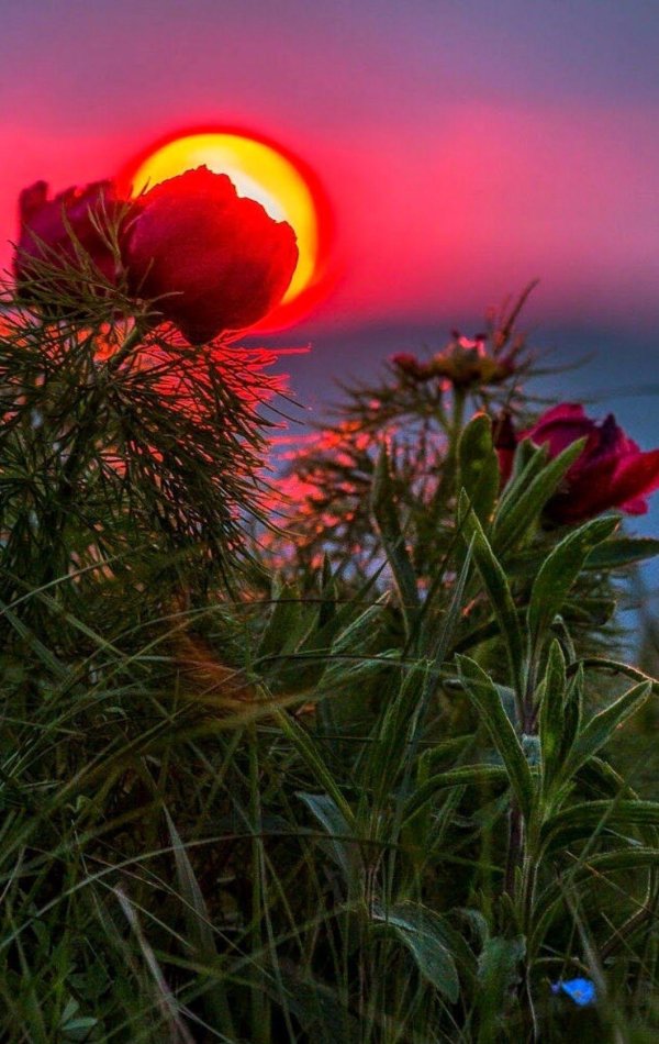 поля пионов саратовская область