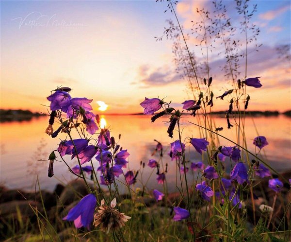 июньский вечер