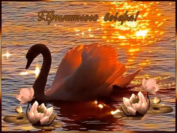 добрый вечер лебедь