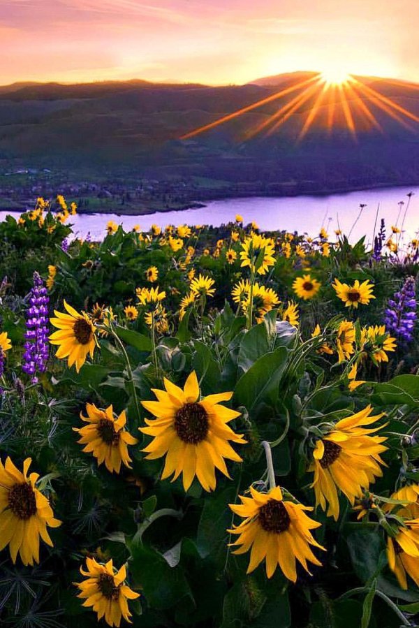 вечерняя природа