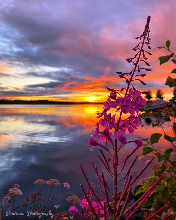 иван чай кипрей