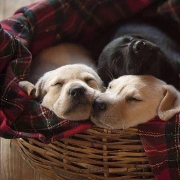 щеночек в корзинке