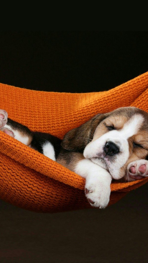 бигль щенки