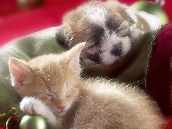 котята милашки