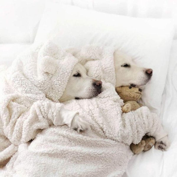 собачка спит