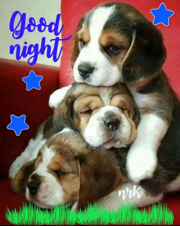 Доброй ночи с собачками