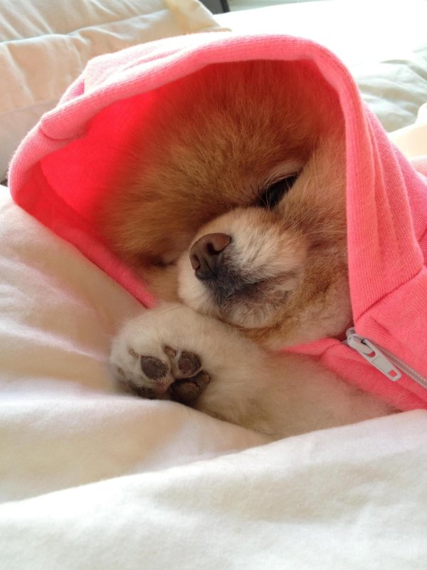 шпиц померанский