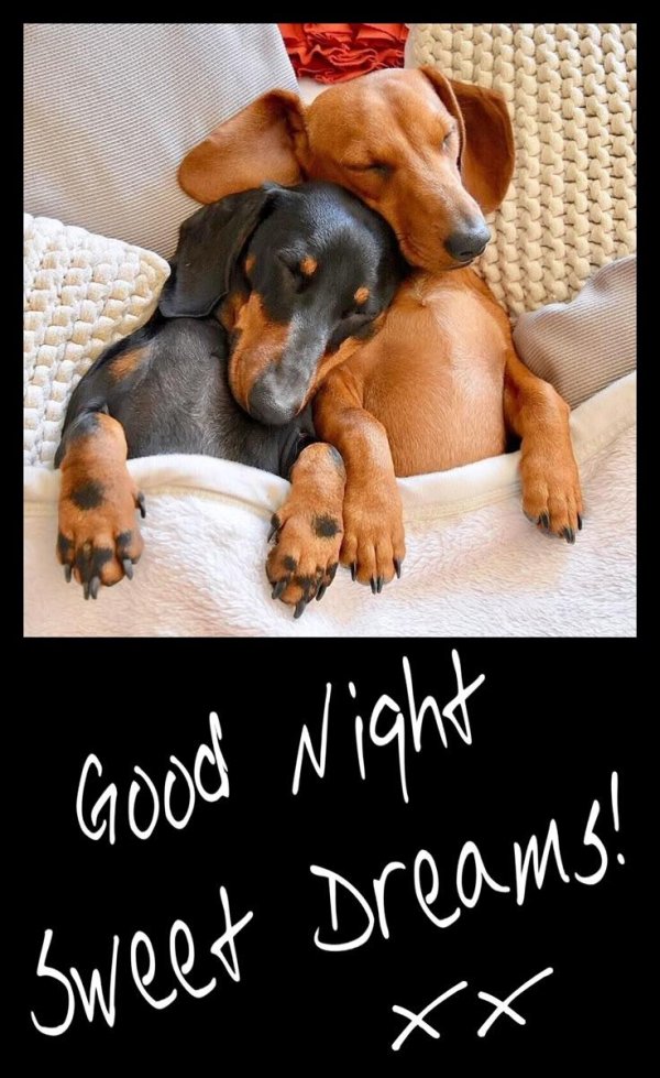 такса милая