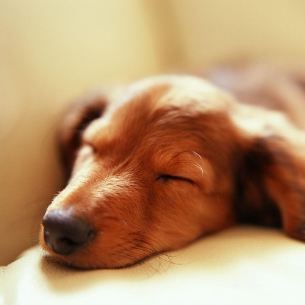 собачка спит