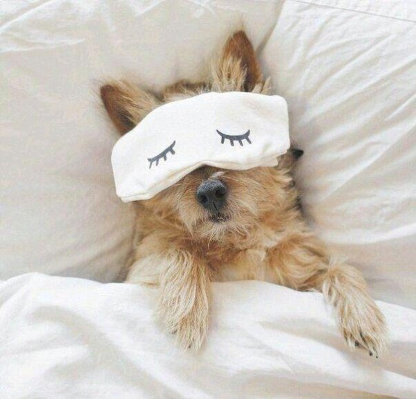 утро животные