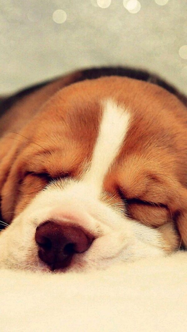щенок бигля спит