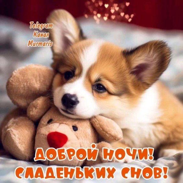 корги вельш