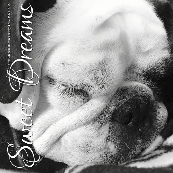 щенки английского бульдога