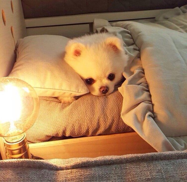 милые померанские шпицы