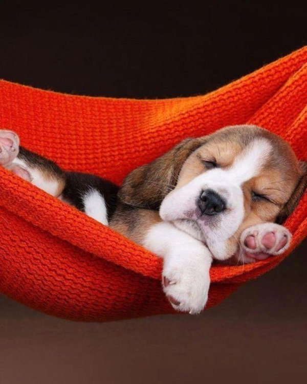 бигль щенки