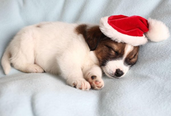 новогодние собаки